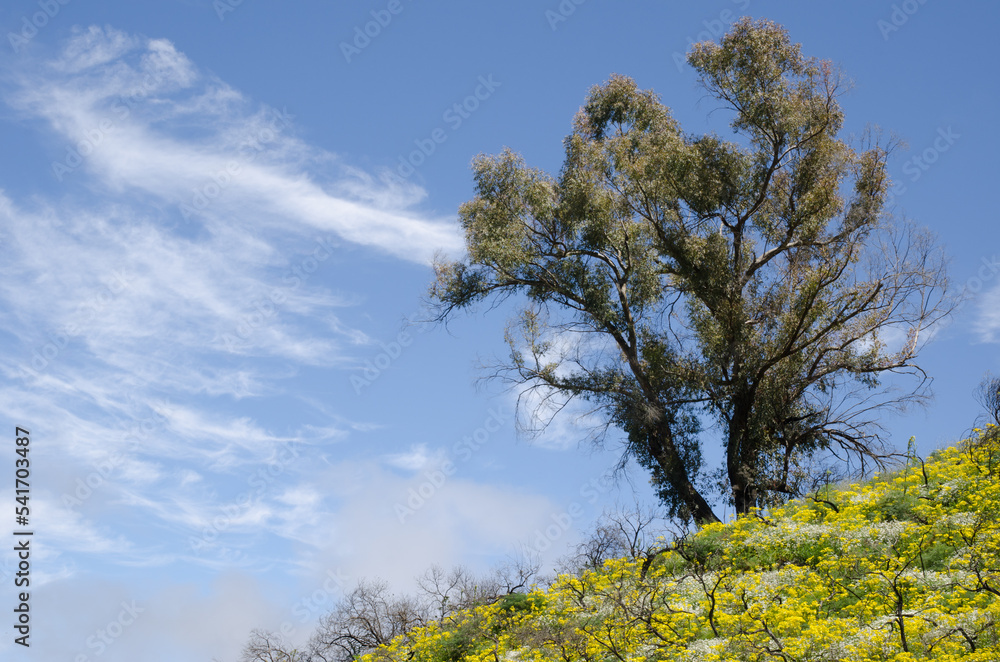 Southern blue gum Eucalyptus globulus and plants in bloom. Las Cumbres Protected Landscape. San Mateo. Gran Canaria. Canary Islands. Spain.