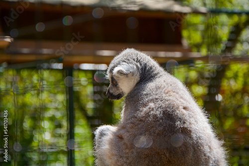 A lemur sit on his rock 