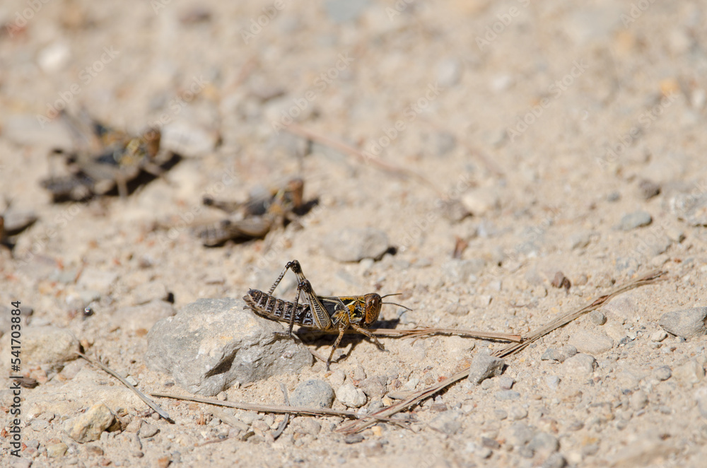 Nymph of Moroccan locust Dociostaurus maroccanus. Cruz de Pajonales. Integral Natural Reserve of Inagua. Tejeda. Gran Canaria. Canary Islands. Spain. Nymph of Moroccan locust Dociostaurus maroccanus. Cruz de Pajonales. Integral Natural Reserve of Inagua. Tejeda. Gran Canaria. Canary Islands. Spain.