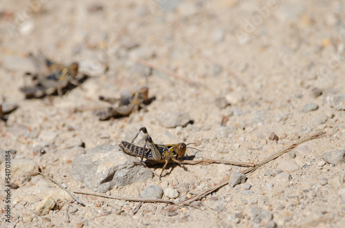 Nymph of Moroccan locust Dociostaurus maroccanus. Cruz de Pajonales. Integral Natural Reserve of Inagua. Tejeda. Gran Canaria. Canary Islands. Spain.
