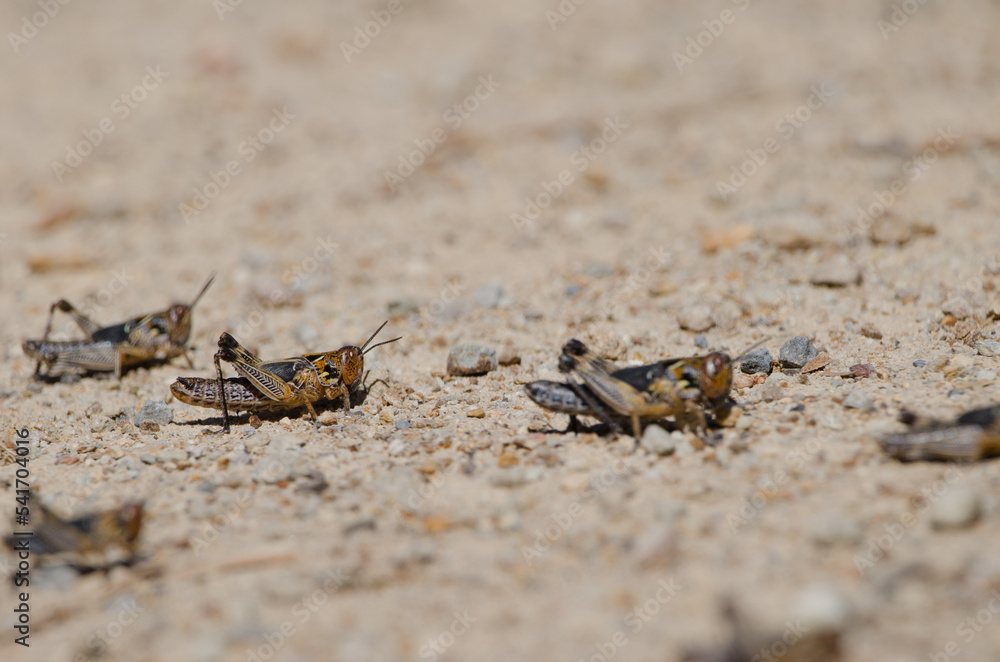 Fototapeta premium Nymphs of Moroccan locust Dociostaurus maroccanus. Cruz de Pajonales. Integral Natural Reserve of Inagua. Tejeda. Gran Canaria. Canary Islands. Spain.