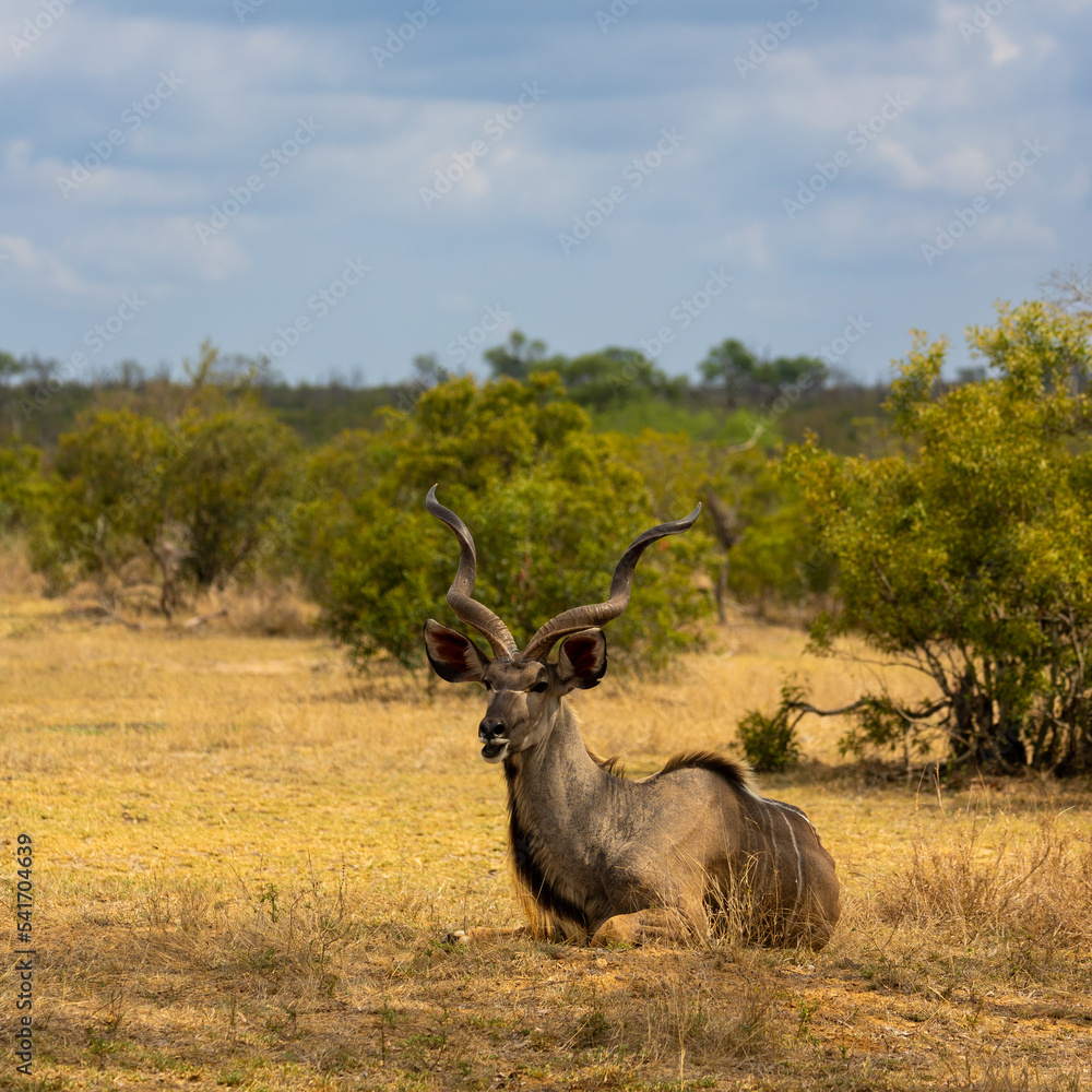 a big kudu bull resting in the shade a big kudu bull resting in the shade