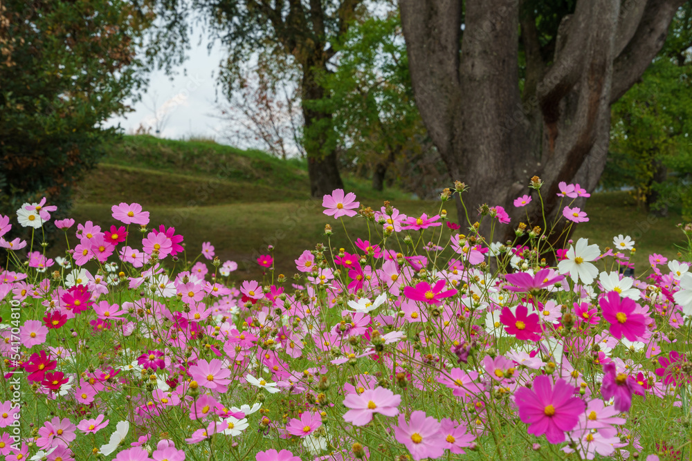 コスモス(秋桜) コスモス(秋桜)