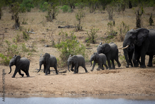 Four Elephant calves running to a waterhole