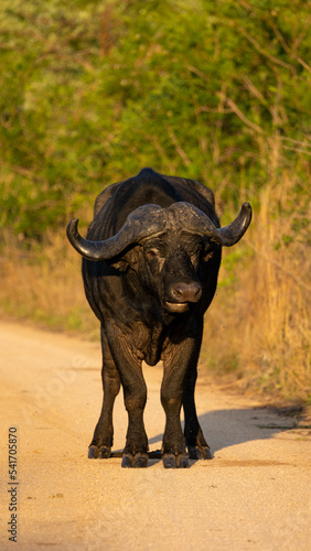 Big Cape buffalo with massive horns