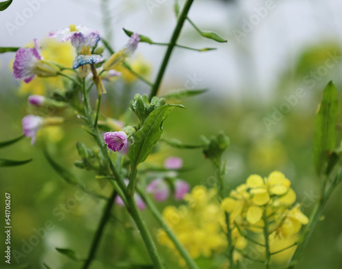 flowers in the meadow