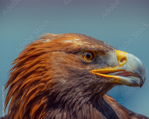 portrait of a eagle