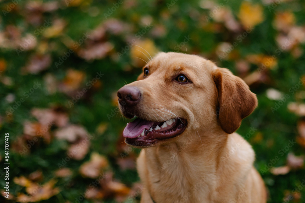 A beautiful female labrador lies in the autumn park. Young beautiful purebred dog close-up portrait. Leaf fall mood. Man's friend is a beautiful and friendly puppy. A beautiful female labrador lies in the autumn park. Young beautiful purebred dog close-up portrait. Leaf fall mood. Man's friend is a beautiful and friendly puppy.