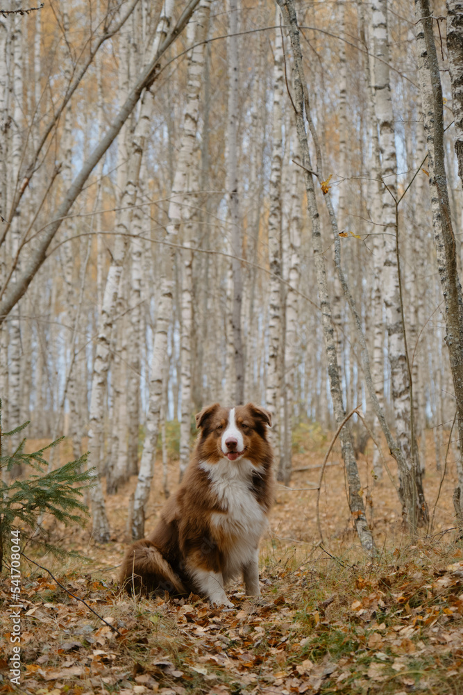 Aussie sitting in forest in autumn. Devoted deep look of shepherd dog. Lot of yellow leaves in fall park. Full length portrait of beautiful brown Australian Shepherd in autumn birch grove. Aussie sitting in forest in autumn. Devoted deep look of shepherd dog. Lot of yellow leaves in fall park. Full length portrait of beautiful brown Australian Shepherd in autumn birch grove.