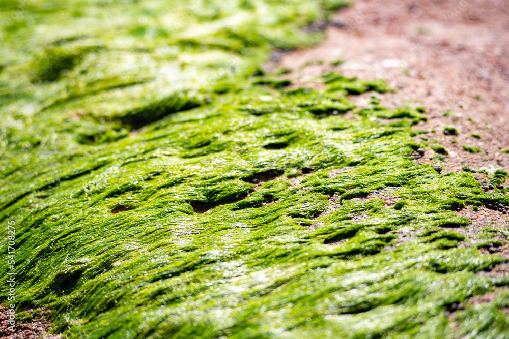 A solid cover of green algae Enteromorpha. Texture A solid cover of green algae Enteromorpha. Texture