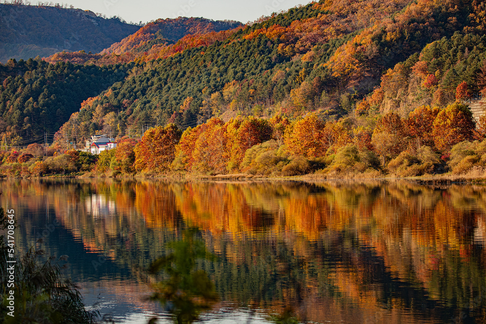 Autumn Leaves in Korea