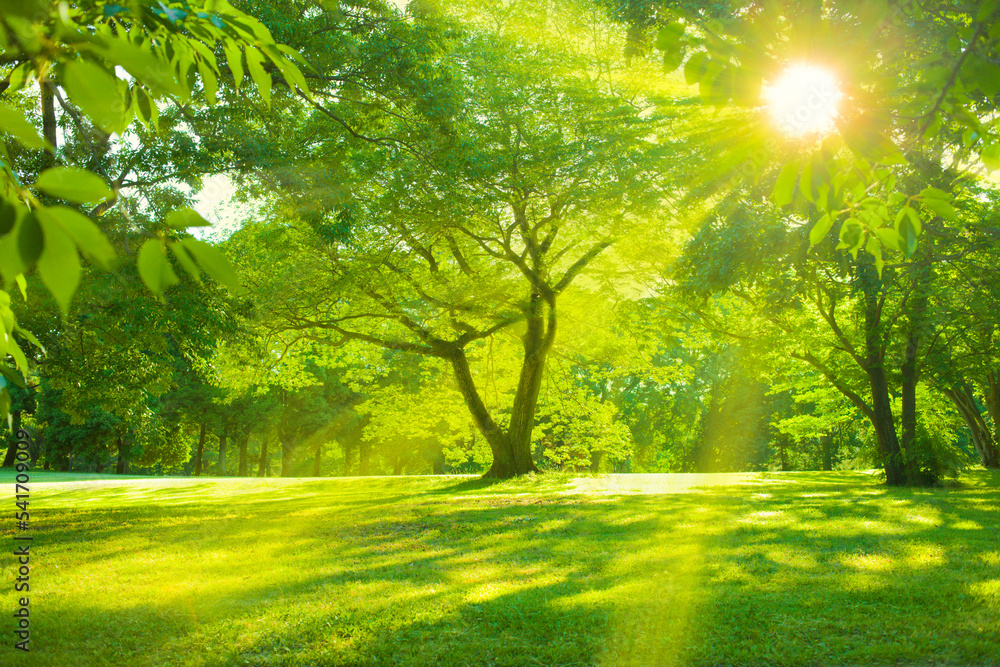 Fototapeta premium Shining garden with blooming flowers