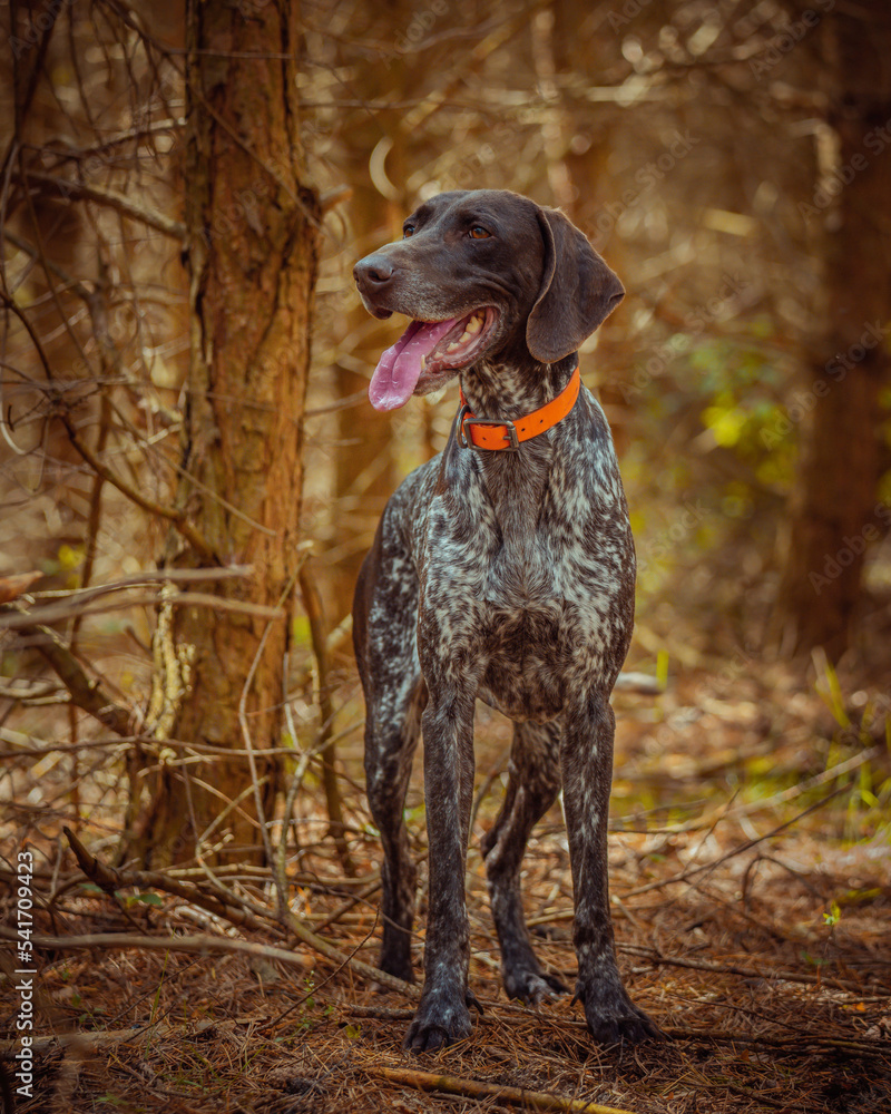 hunting dog in the field