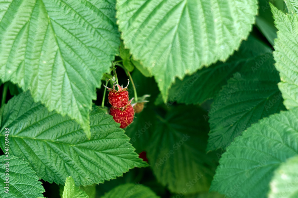 Red and juicy raspberries lurked among the green leaves of a raspberry bush, a beautiful garden still life Red and juicy raspberries lurked among the green leaves of a raspberry bush, a beautiful garden still life