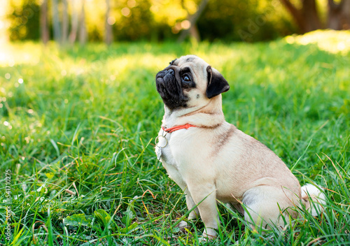 dog in the grass