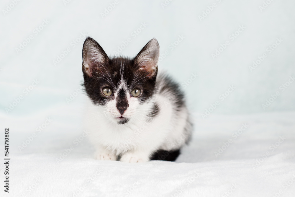 Black and white cute kitten on a light background. A little kitten with a black nose