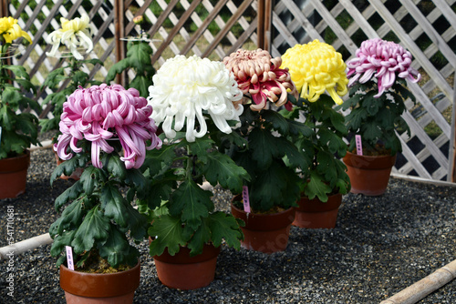 Wallpaper Mural 菊の花 Torontodigital.ca