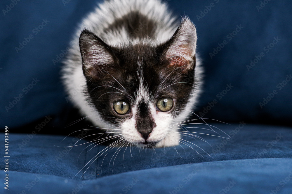 Cute funny black and white kitten is lying on a blue sofa. A kitten in the house. Fluffy kitten looks at the camera. Animal emotions