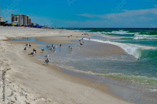 Watching the Seagulls, Sunday morning walk on the beach in October, Alabama Point, Orange Beach, Alabama © Leigh Ann Speake