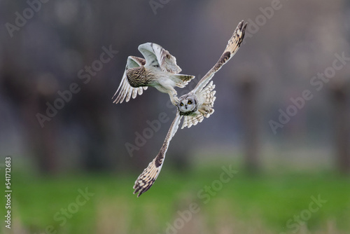 Short-eared owl in flight photo