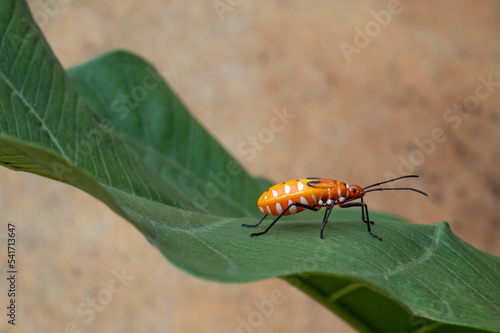 Mr pucung or bok bok cong is a species of true ladybug in the family Pyrrhocoridae.  Mr. pucung is a pest for cotton plants photo