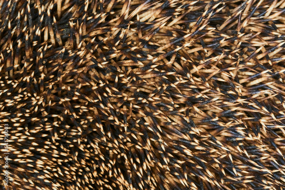 Close-up macro shot of needles of Common European hedgehog Close-up macro shot of needles of Common European hedgehog