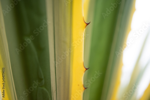 Blurred photo of yukka leaves. Defocused variegated foliage with prickles photo