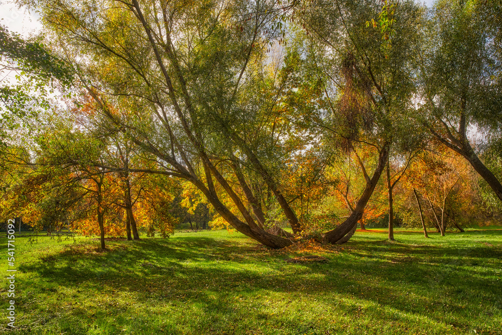 Naklejka premium Autumn colors in the park, President Regan's park, Gdansk, Poland