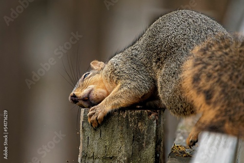 Fox squirrel (Sciurus niger) resting its head on a tree log on blurred background photo