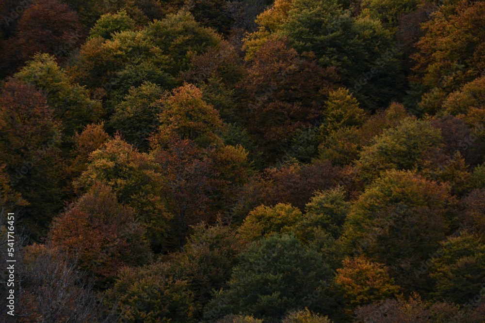 Autumn yellow and orange leaves. Beautiful autumn trees. Natural autumn background