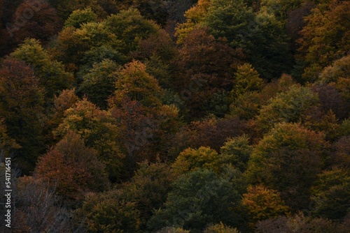 Autumn yellow and orange leaves. Beautiful autumn trees. Natural autumn background