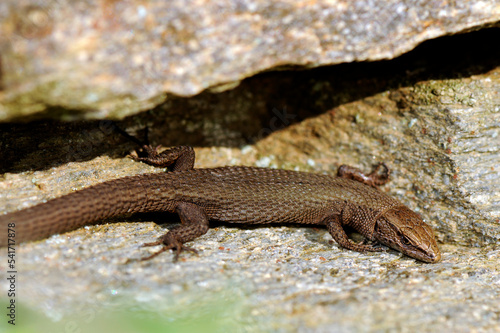 Fitzinger's algyroides, Pygmy keeled lizard // Tyrrhenische Kieleidechse, Zwerg-Kieleidechse (Algyroides fitzingeri) - Sardinia, Italy photo