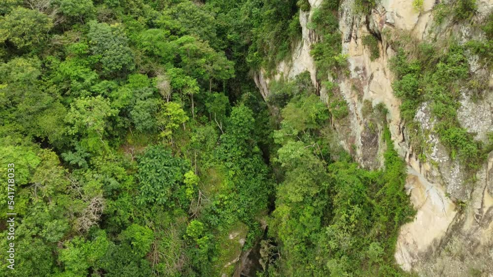 trees, vegetation, nature, rivers trees, vegetation, nature, rivers