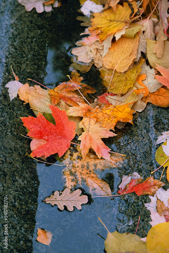 yellow-orange fallen tree leaves in puddle on road close up. Autumn natural background. autumn atmosphere image. fall season concept. top view © Ju_see