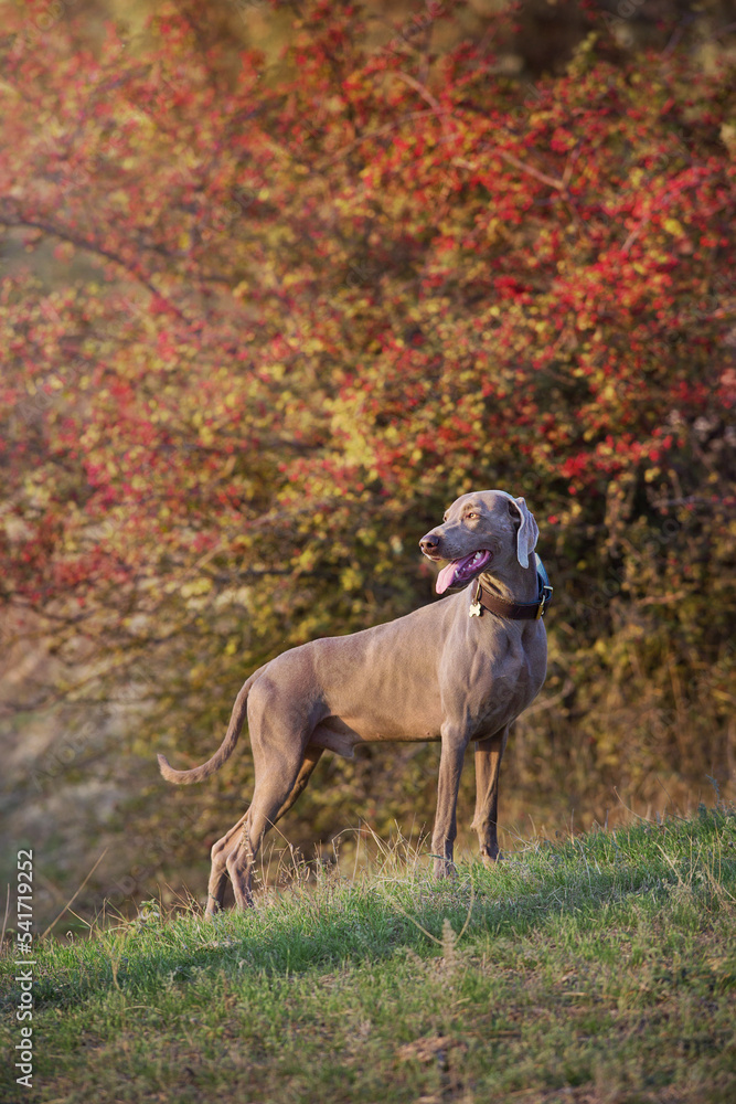 weimaraner dog in a collar pointing outdoors in autumn weimaraner dog in a collar pointing outdoors in autumn
