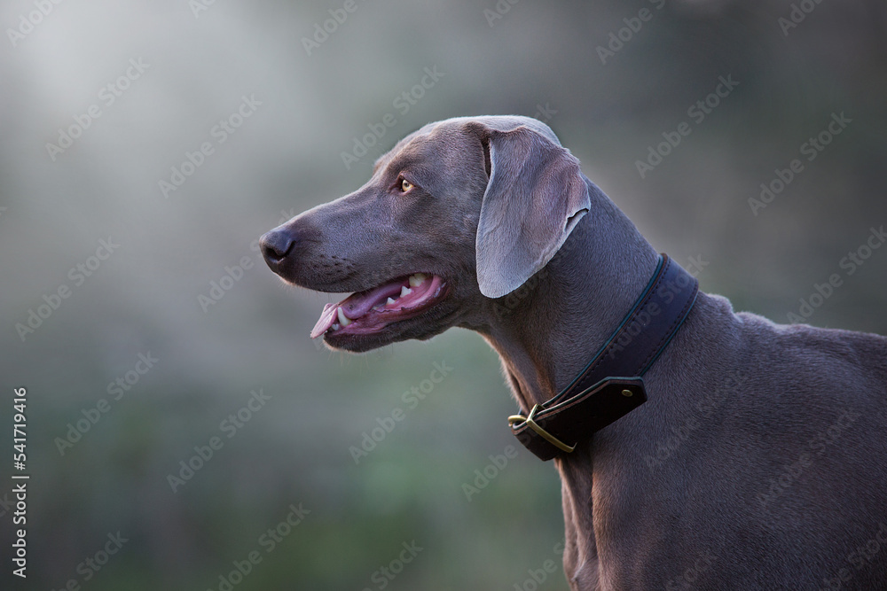 Weimaraner dog portrait