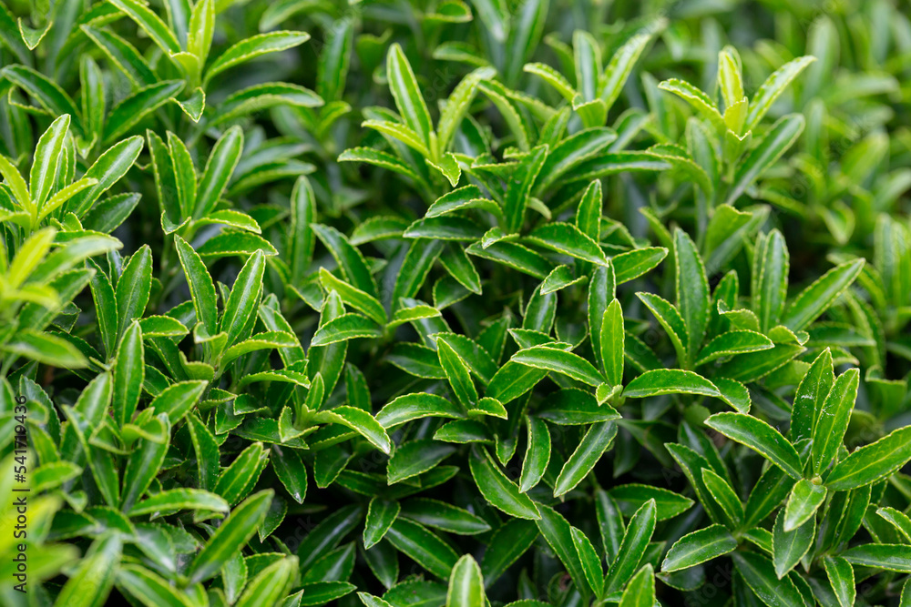 Young sprout in springtime,Closeup. spring green leaves on a bush. A shrub branch on a blurry green background, selective focus. The concept of a new life. Young sprout in springtime,Closeup. spring green leaves on a bush. A shrub branch on a blurry green background, selective focus. The concept of a new life.
