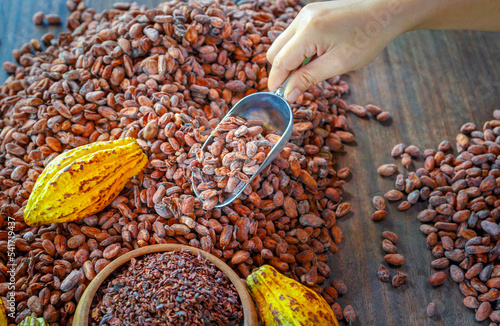 Cacao nibs and cocoa bean white cacao pods on a wooden table © NARONG