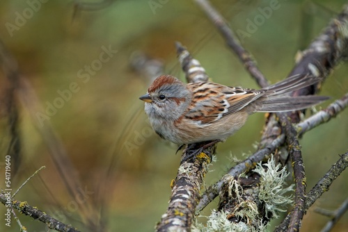 Beautiful American tree sparrow (Spizelloides arborea) sitting on a branch on blurred background photo