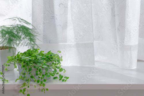 窓際で育てる観葉植物