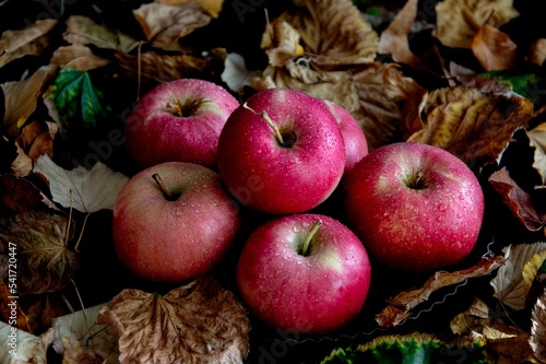 Red apples in an autumn setting