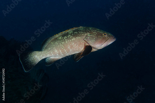Dusky grouper (Epinephelus marginatus) in Mediterranean Sea