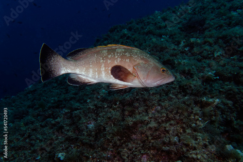 Dusky grouper (Epinephelus marginatus) in Mediterranean Sea