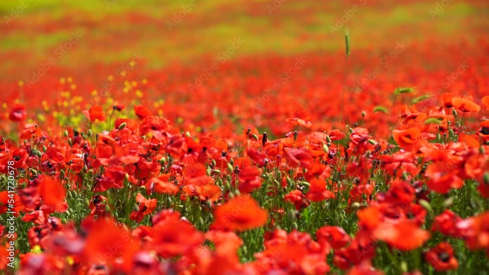 Slow motion. Field of wild poppies, beautiful summer rural landscape. Fresh green meadow with bright red flowers, sunny day. Slow motion. Field of wild poppies, beautiful summer rural landscape. Fresh green meadow with bright red flowers, sunny day.