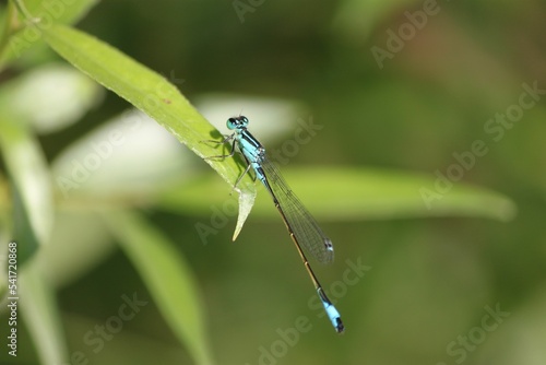 Closeup shot of an adorable common bluetail (Ischnura elegans) damselfly sitting on a green leaf photo