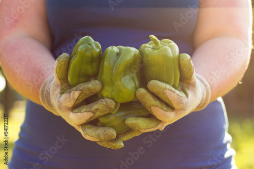 Gardener holding harvested peppers in hands