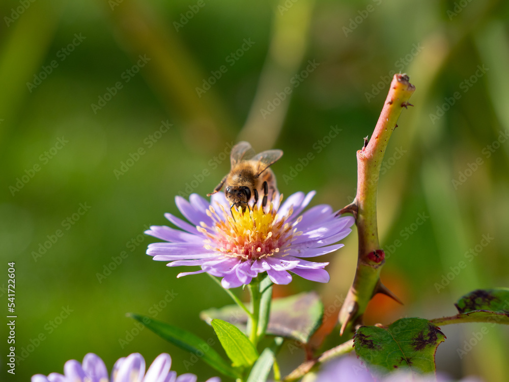 Bee on purple chamomile. Bee on chamomile. Bee on purple chamomile. Bee on chamomile.