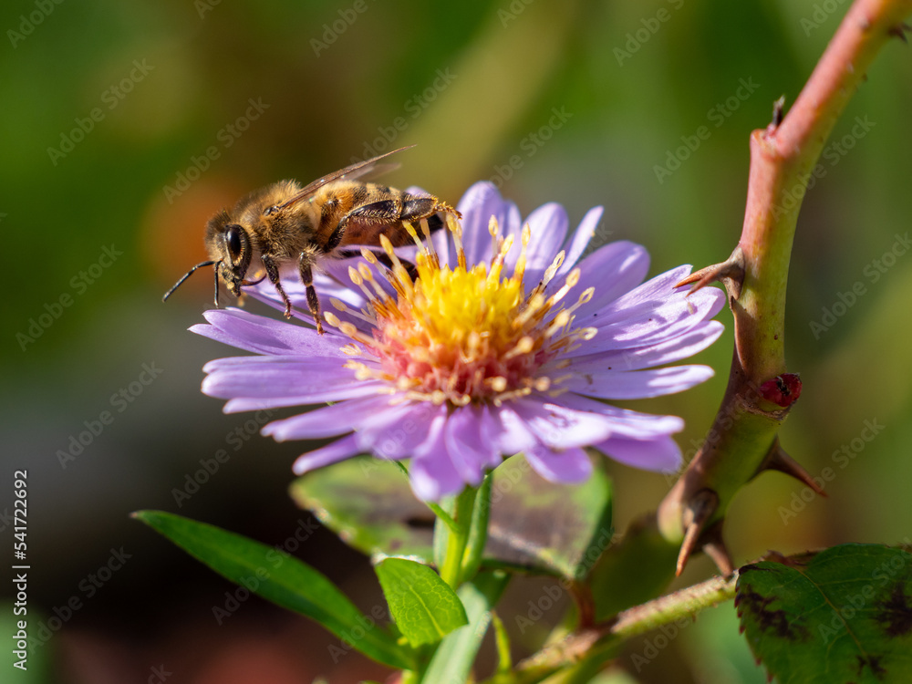 Bee on purple chamomile. Bee on chamomile. Bee on purple chamomile. Bee on chamomile.