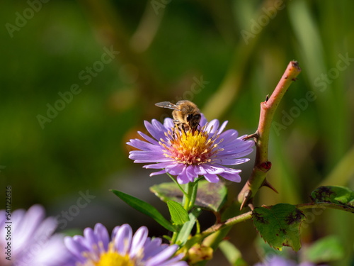 Bee on purple chamomile. Bee on chamomile.