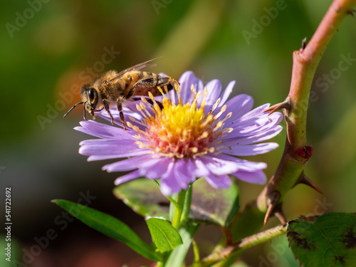 Bee on purple chamomile. Bee on chamomile.